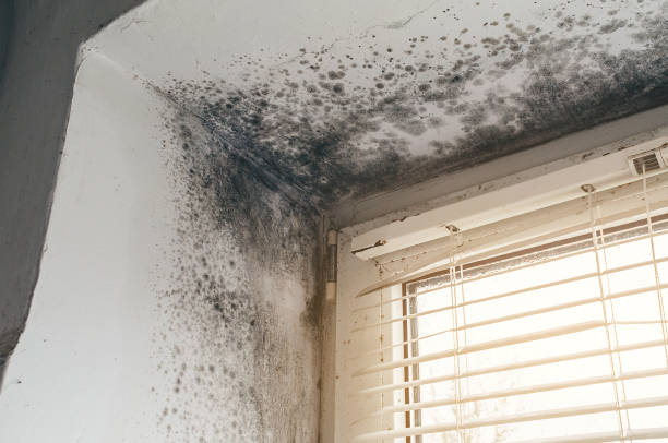 Affordable Mold Remediation solutions in District Heights, MD