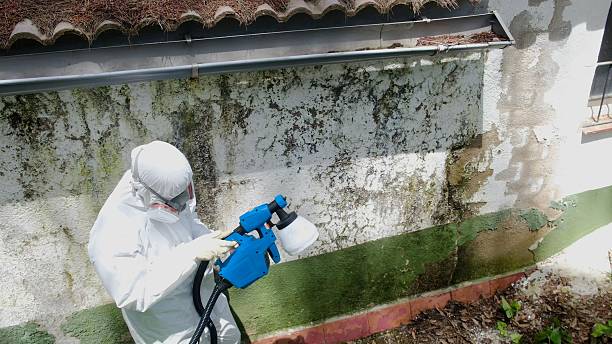 Top rated local Mold Remediation specialists in District Heights, MD